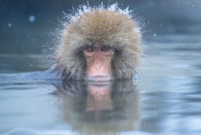 Snow monkey in a hot spring, nagano, japan.