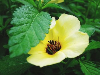 Close-up of yellow flowering plant