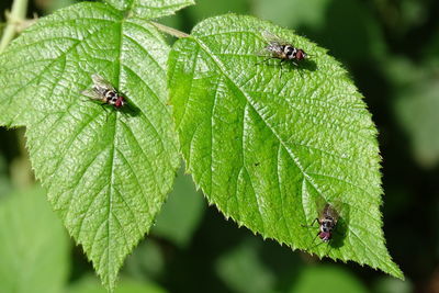 Close-up of insect on leaf