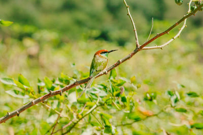 Chestnut-headed