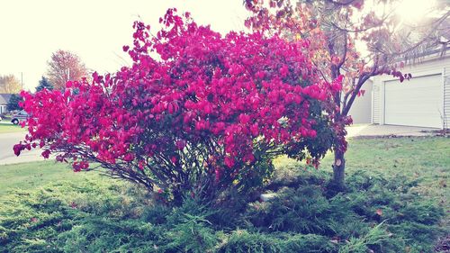 Pink flowers growing on tree