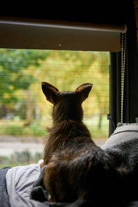 Rear view of dog looking through window