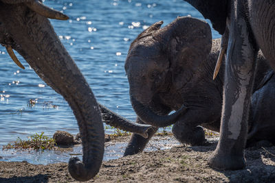 African elephant family at waterhole in forest