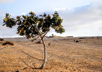 Scenic view of desert against cloudy sky