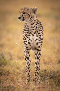 Cheetah on grassy field 