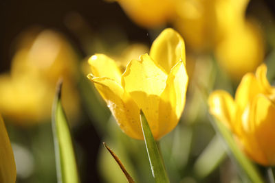 Close-up of yellow tulips blooming outdoors