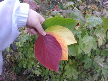 Close-up of hand holding leaf