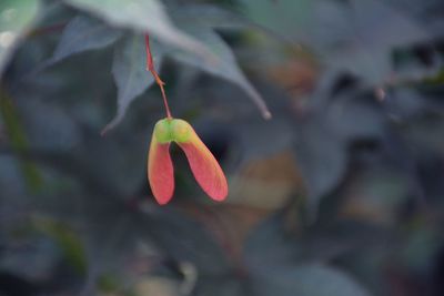 Close-up of red maple seed against leaves