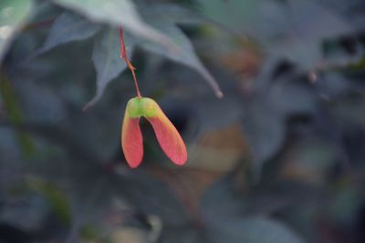 Close-up of red flowering plant