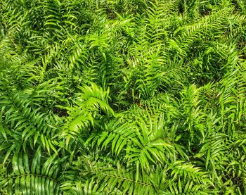 Full frame shot of fern plants
