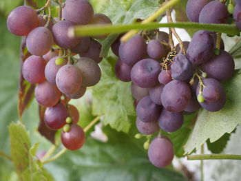 Close-up of grapes growing in vineyard