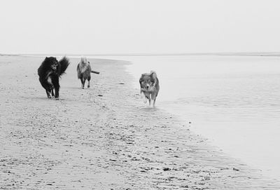 Dogs running on beach against clear sky