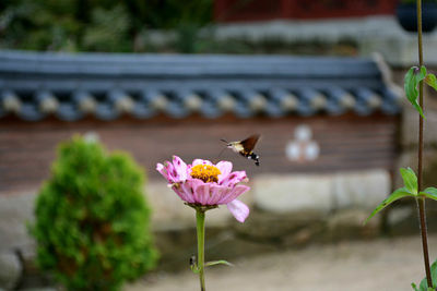 Close-up of bee pollinating on flower
