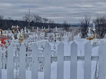 Plants growing on snow covered field against sky