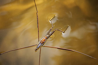 Close-up of dragonfly on a lake