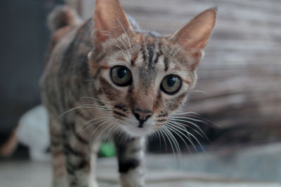 Close-up portrait of cat