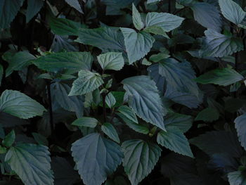 Full frame shot of leaves