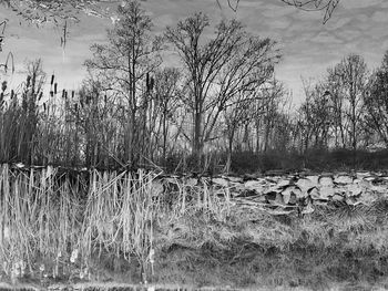 Close-up of water in lake against sky