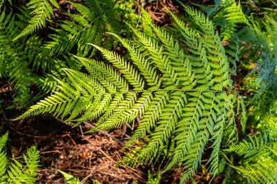 Full frame shot of fern leaves