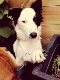 Portrait of a dog