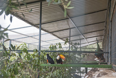 People working in greenhouse