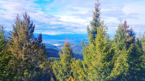 Panoramic view of pine trees against sky