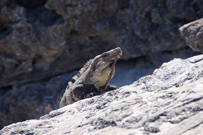 Close-up of lizard on rock