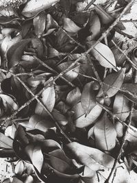 High angle view of leaves on plant