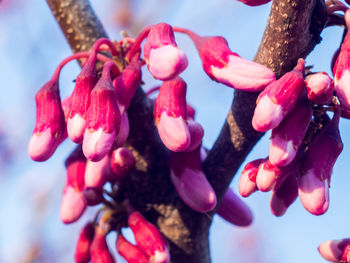 Close-up of flowers against blurred background