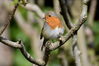 Close-up of bird perching on branch