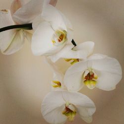 Close-up of white orchid