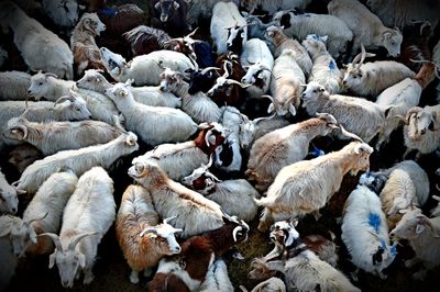 High angle view of sheep