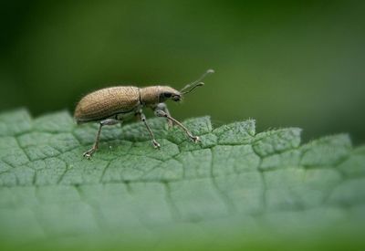 Close-up of snail on leaf