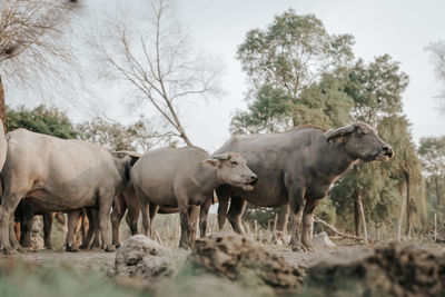 Horses standing on field