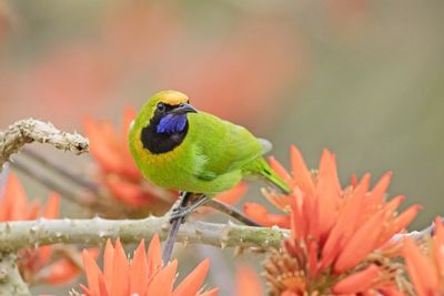 Close-up of bird perching on flower