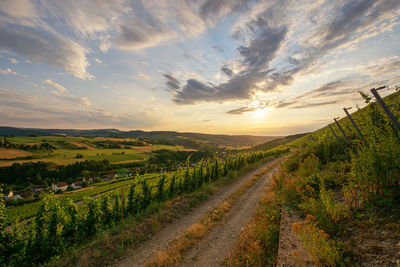Scenic view of vineyards against sky during sunset