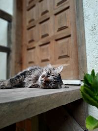 Cat resting on a window