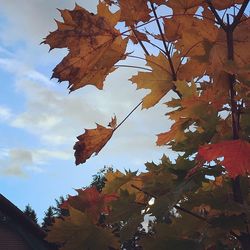 Low angle view of maple leaves against sky