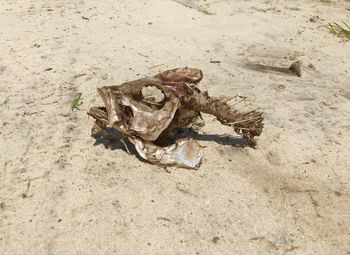 High angle view of crab on sand