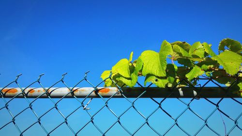 Low angle view of creeper growing on chainlink fence against clear sky