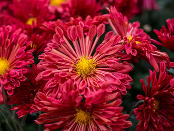 Close-up of dahlia blooming outdoors