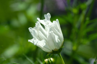 Close-up of white flowering plant