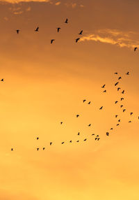 Flock of birds flying in sky