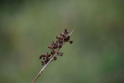 Close-up of red flowering plant