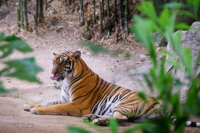 Tiger relaxing on a field