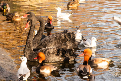 High angle view of ducks in lake