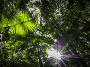 Low angle view of trees in forest