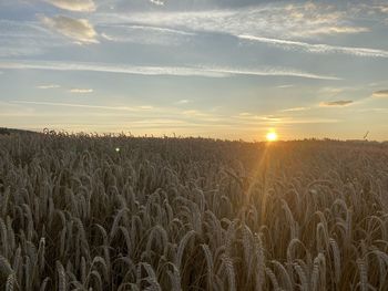 Scenic view of field against sky during sunset