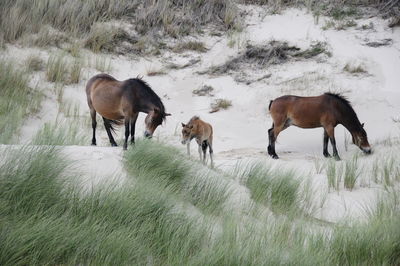 Horses in the dunes