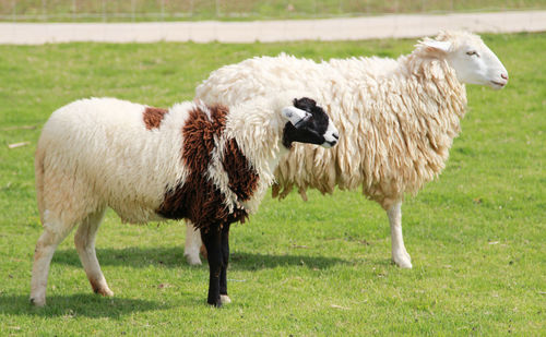 Sheep standing in a field